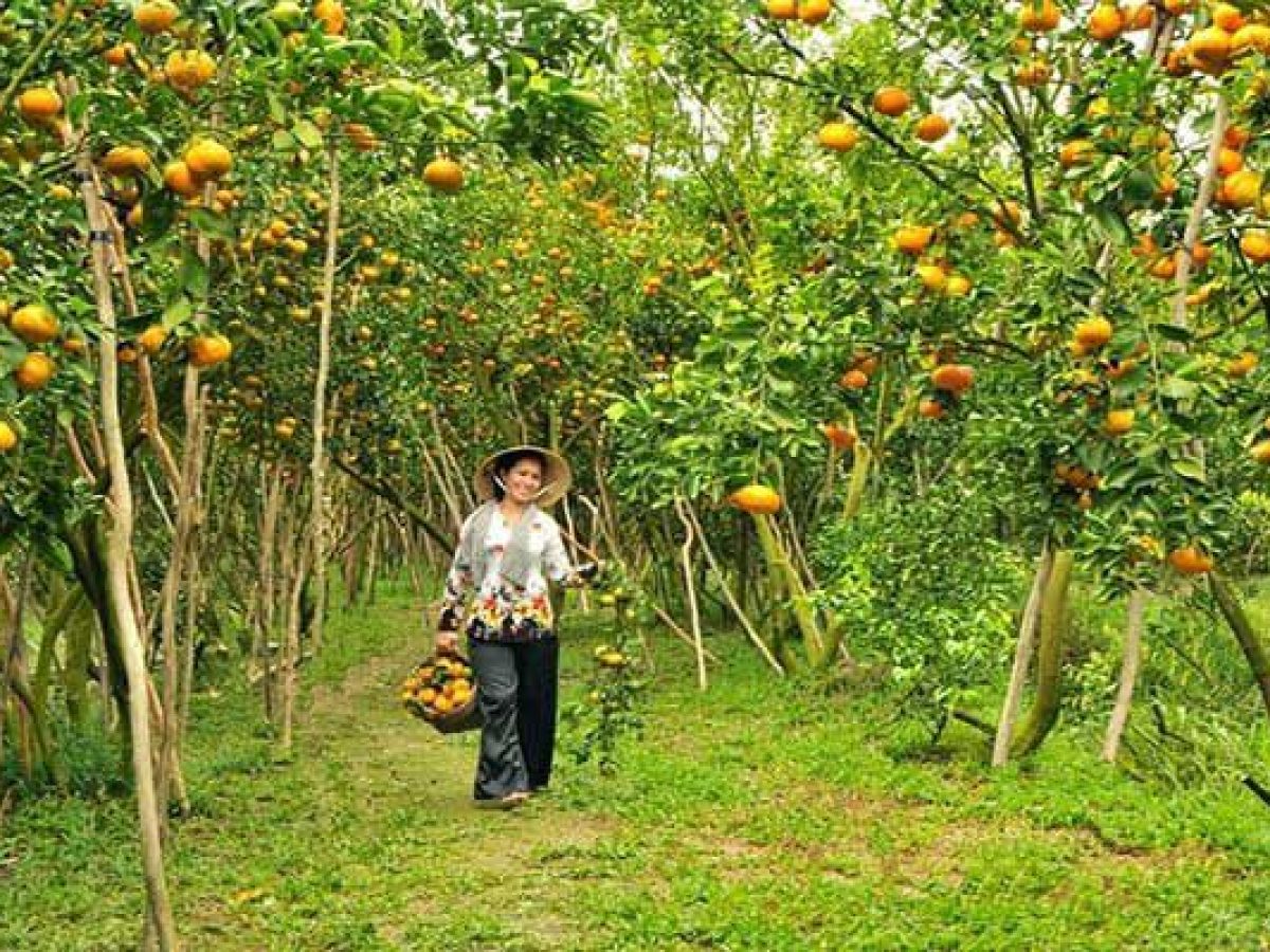 Miệt vườn Vĩnh Kim, Tiền Giang.jpg (296 KB)